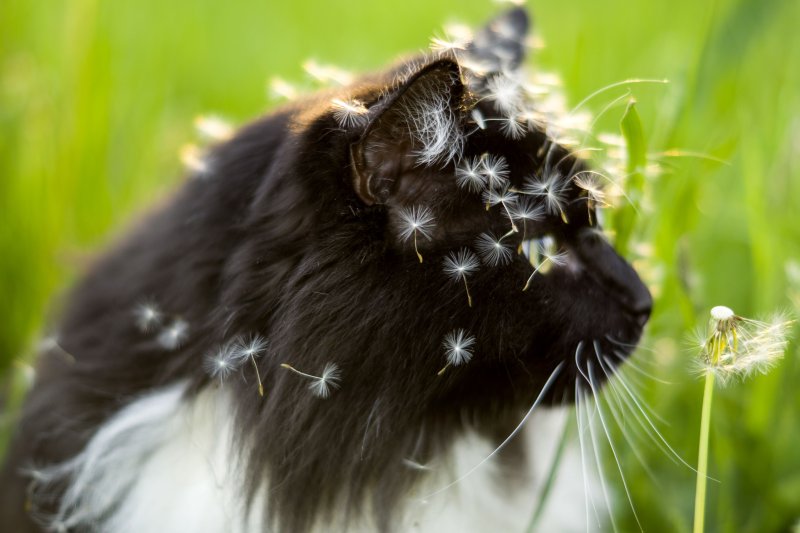 Кошка нюхает