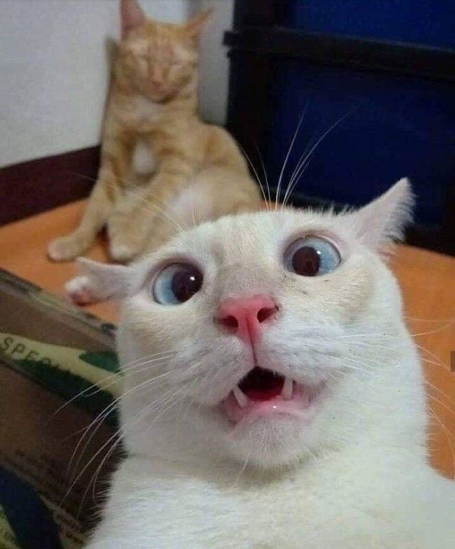 УГАРНЫЙ кот