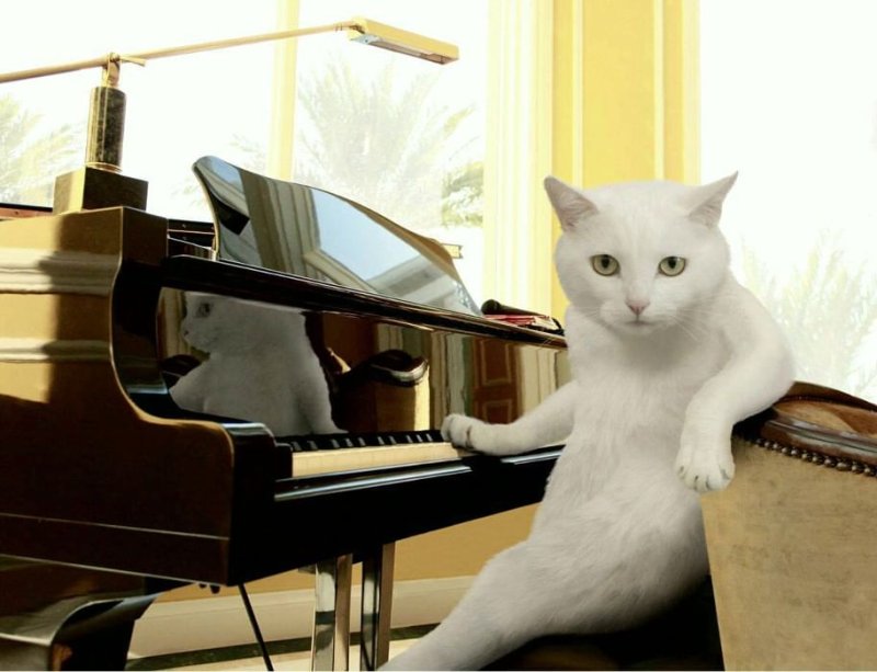 Коты музыканты