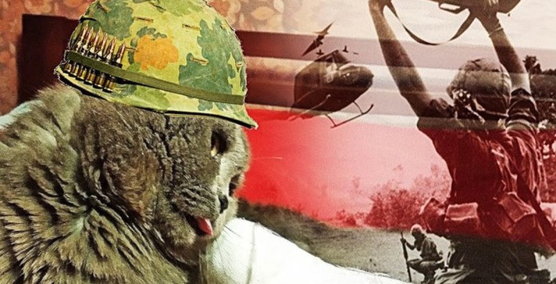 Кот флэшбэк Вьетнам
