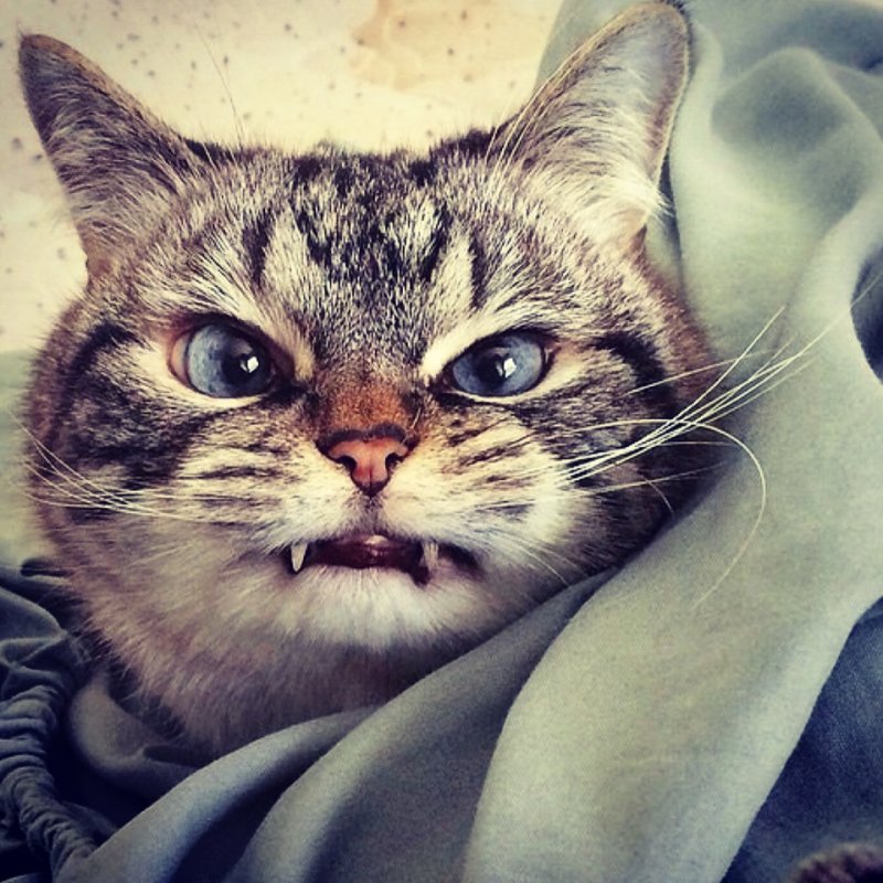 Недовольный котик