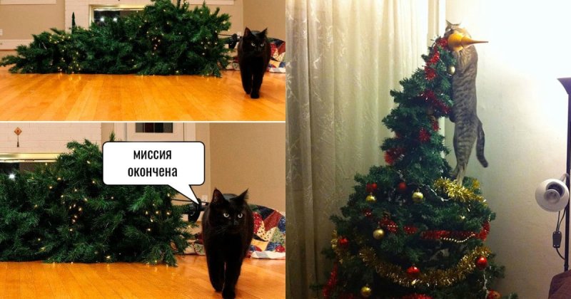 Кот и елка Мем