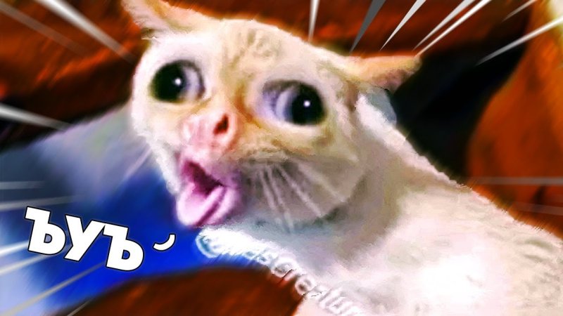 Котенок ржака