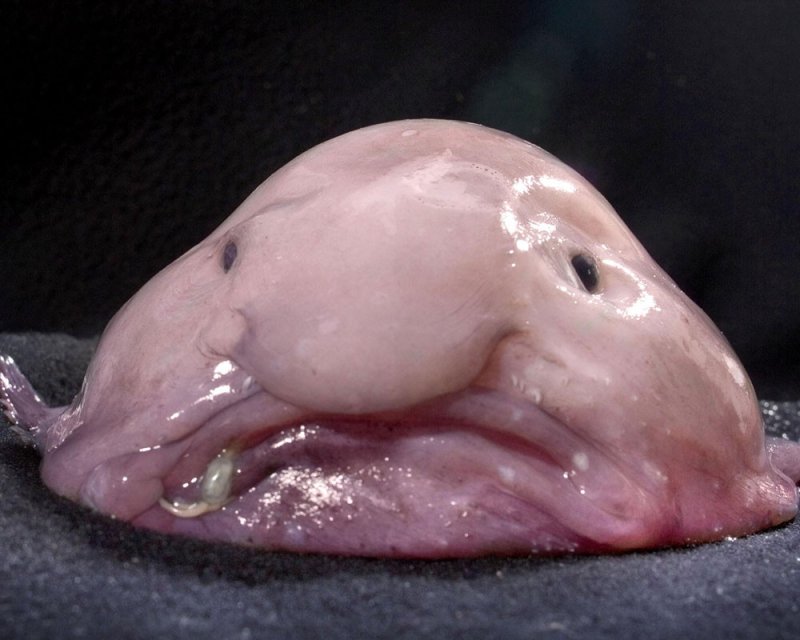 Рыба капля в нормальном виде