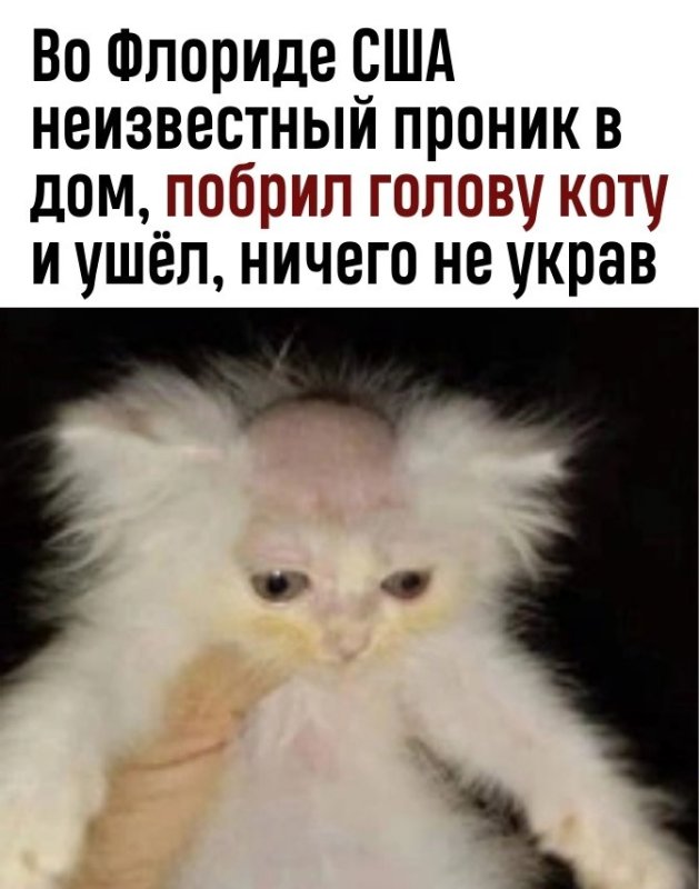 Кот с побритой головой