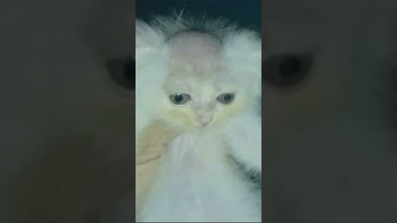 Кот с бритой головой Мем