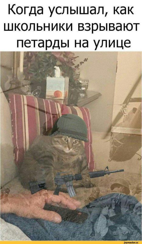 Кот и вьетнамский флэшбэк