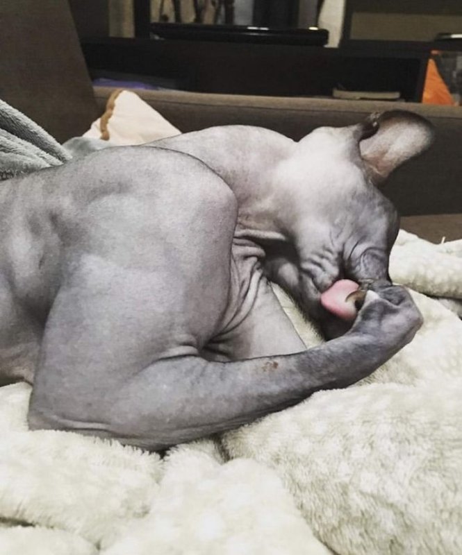 Мускулистый кот