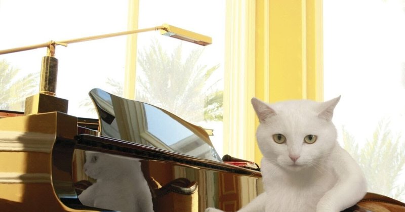 Коты с пианино