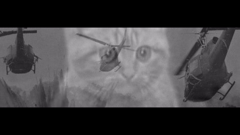 Кот вьетнамские флешбеки