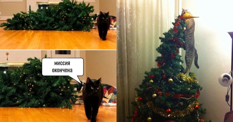 Кот и елка Мем