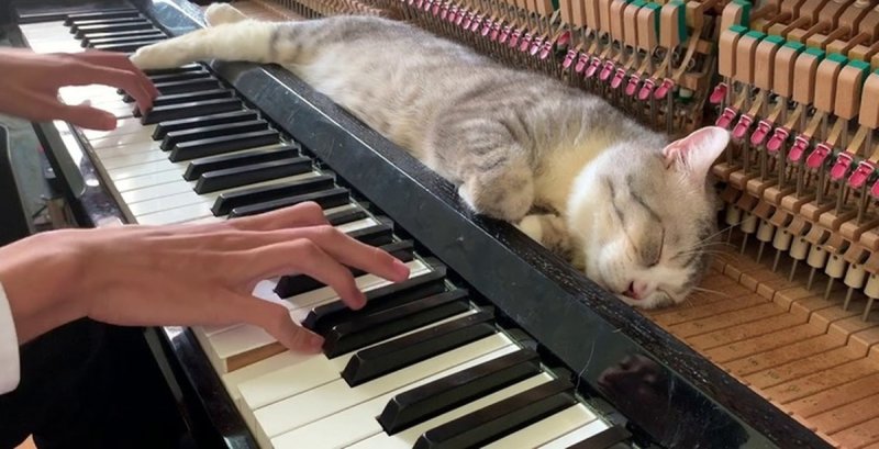 Котик на пианино