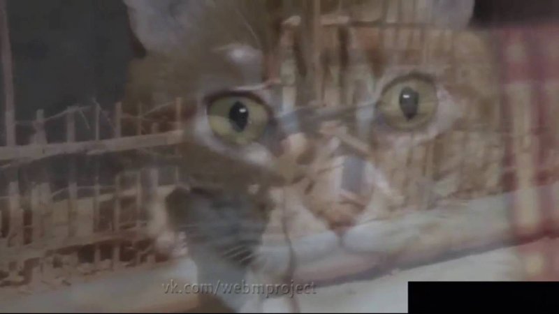 Кот ловит вьетнамские флешбеки