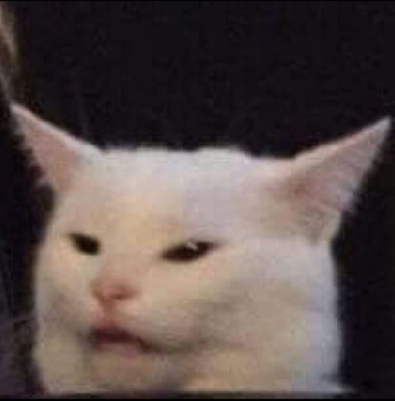 Белый кот из мемов