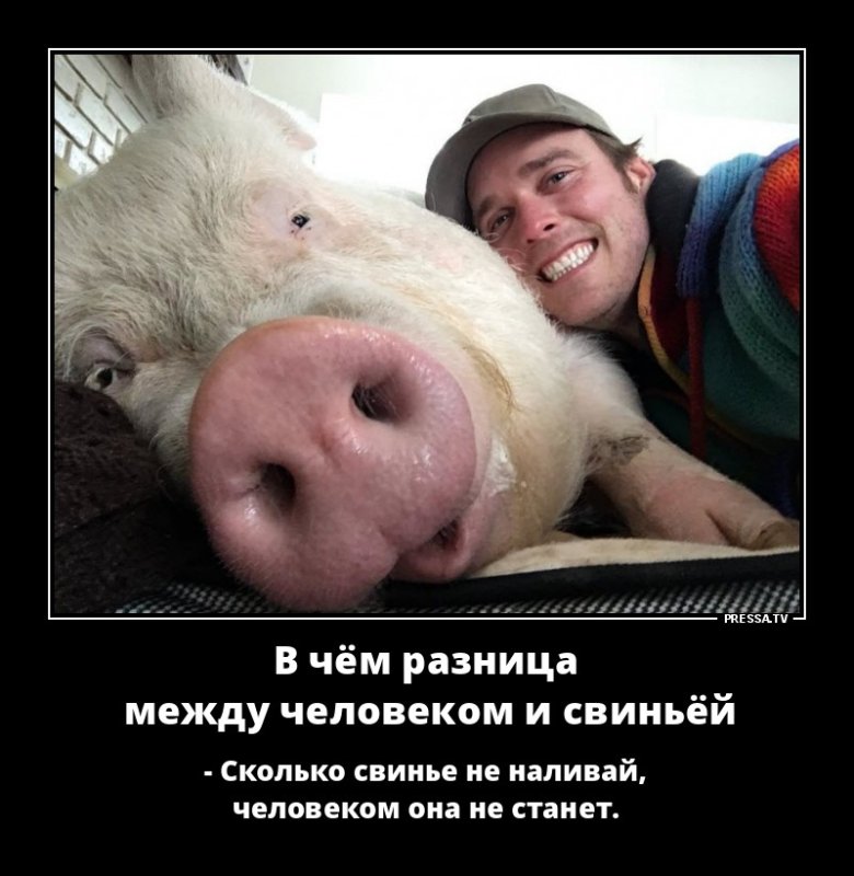 Шутки про свиней