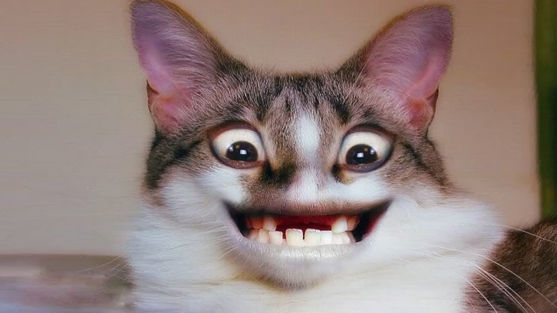 Смешной кот