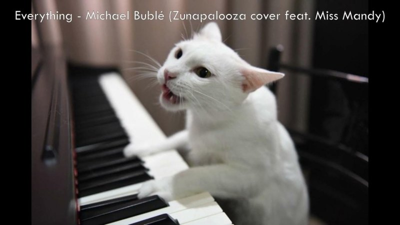 Котик на пианино