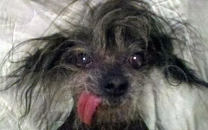 Маленькие лохматые собачки