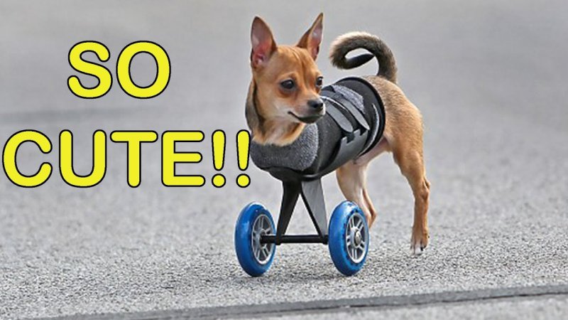 Собака инвалид на колесах