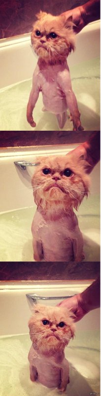 Побритый кот