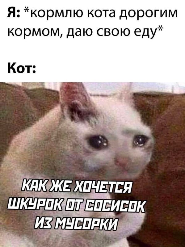 Кормит котика Мем