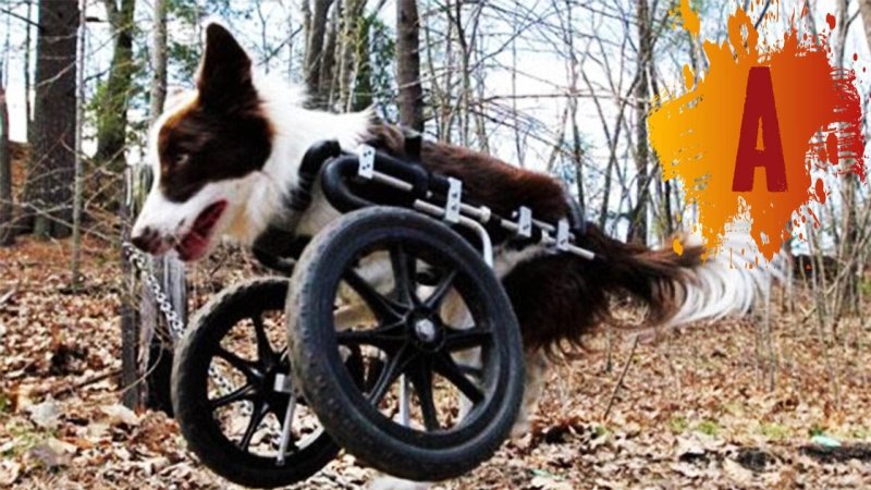 Собака на колесах