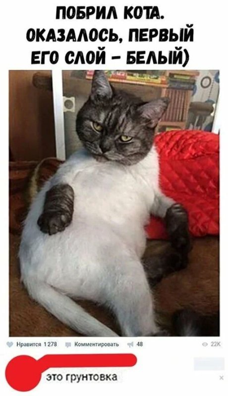 Стриженный кот мемы