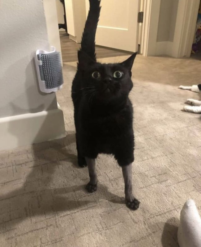 Смешные стрижки кошек