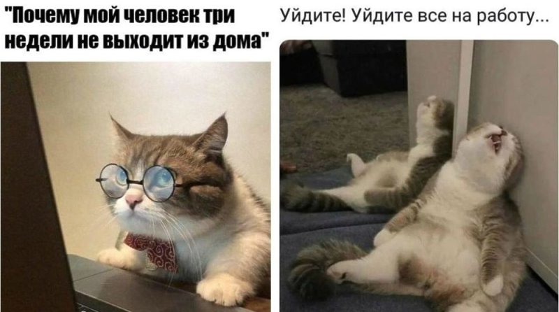 Кот Мем