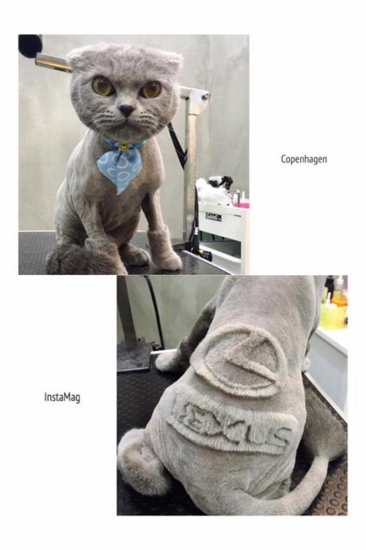 Кот стриженный смешной