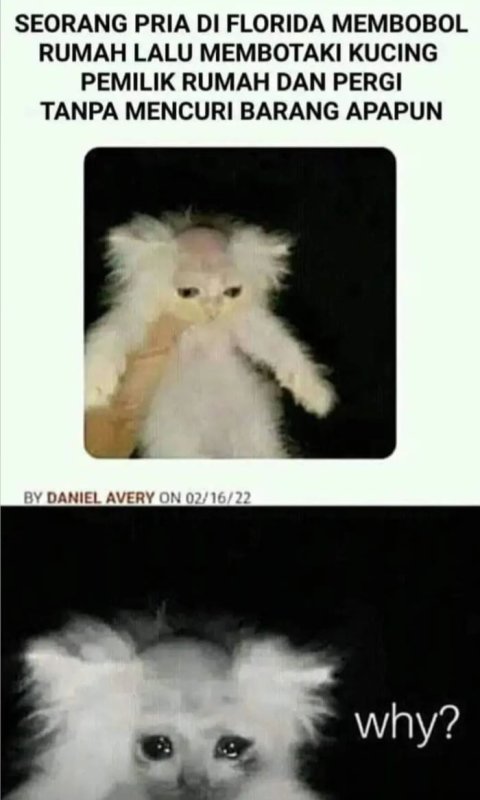 Кот с выбритой башкой