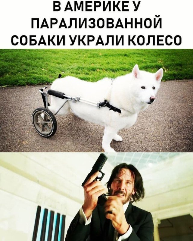 Собака на колесиках Мем