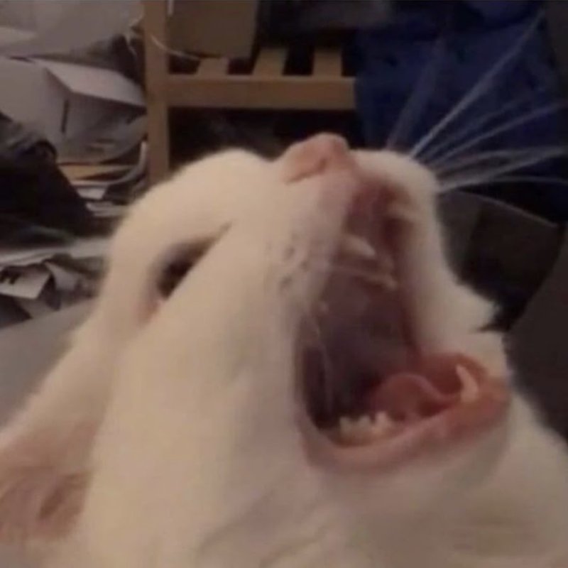 Кричащий кот