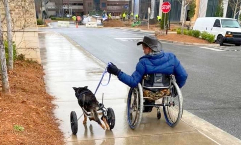 Собаки для людей с ограниченными возможностями