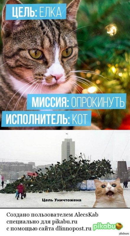 Мемы кот и елка