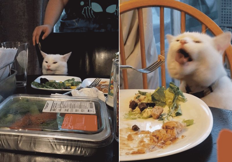 Котик за столом с едой