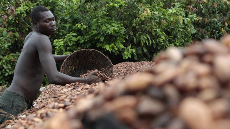 Негр на плантации кофе