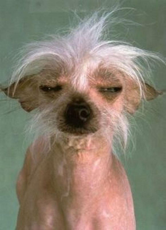 Чихуахуа китайская хохлатая