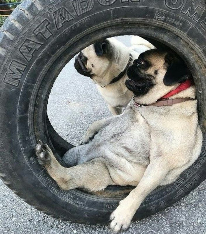 Смешные колеса