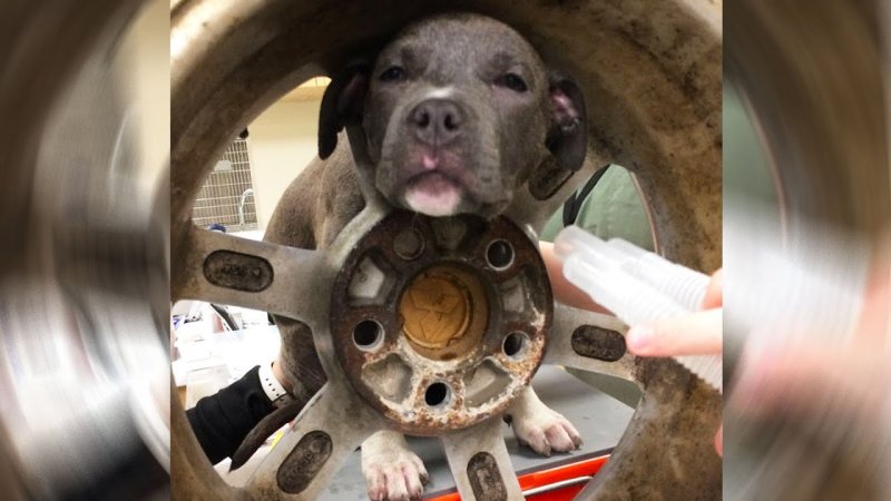 Присобачили колеса