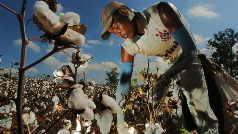 Хлопчатник Судан