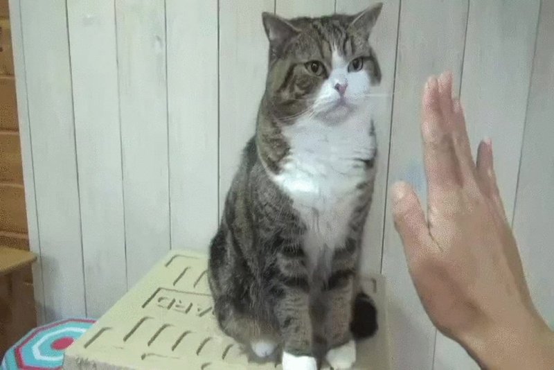 Котик с большим пальцем