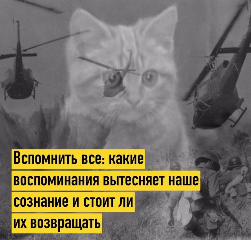 Кот флэшбэк Вьетнам