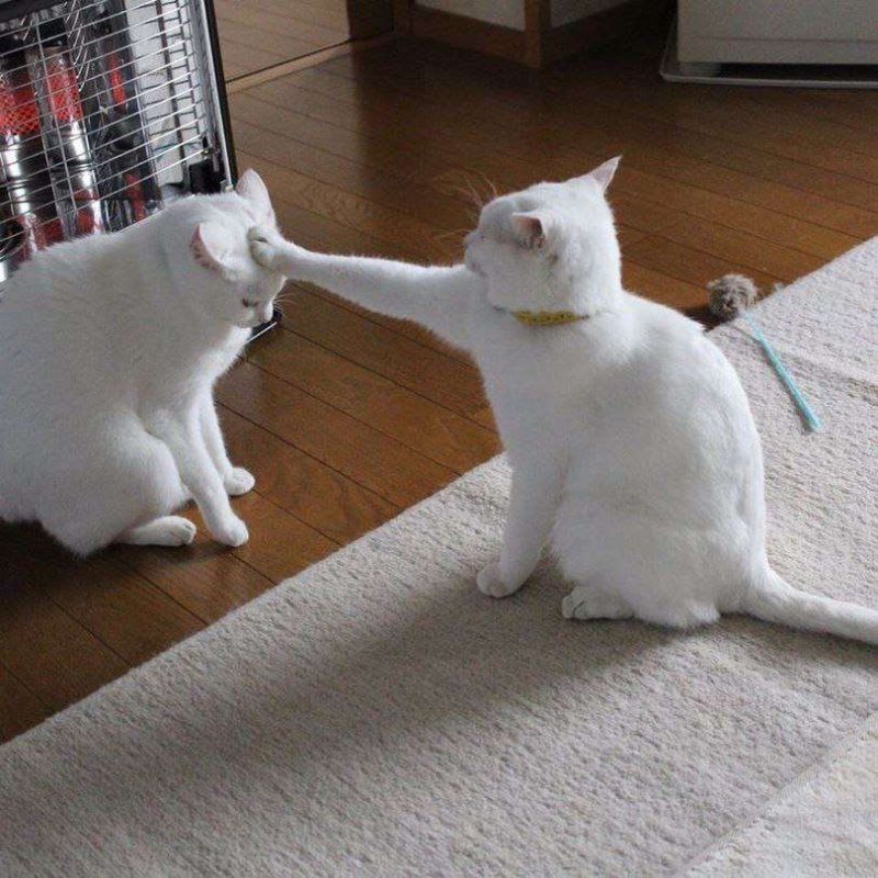 Смешной кот