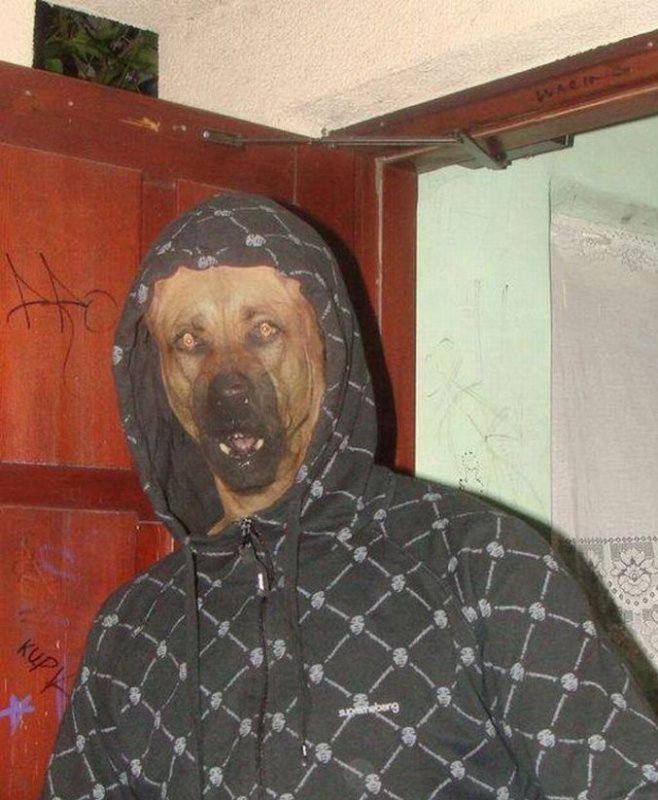 Собака в худи