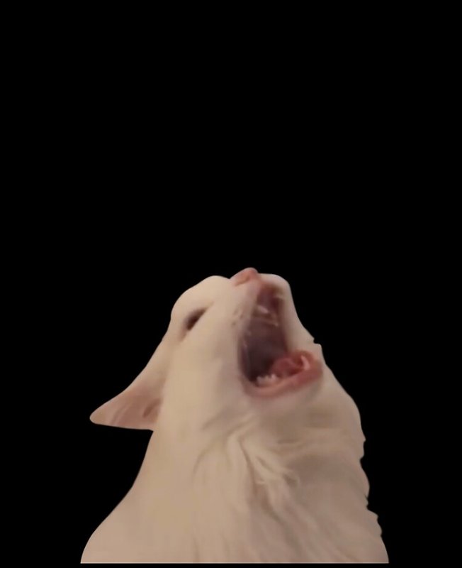 Кричащий белый кот