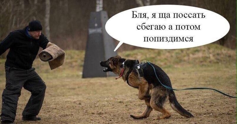 Шутки про кинологов