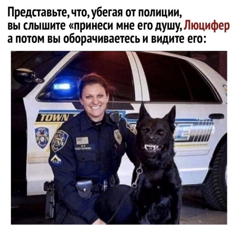 Пес полицейский Мем