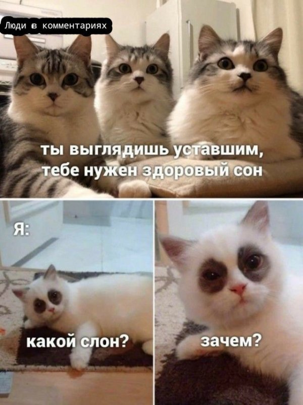 Кот Мем