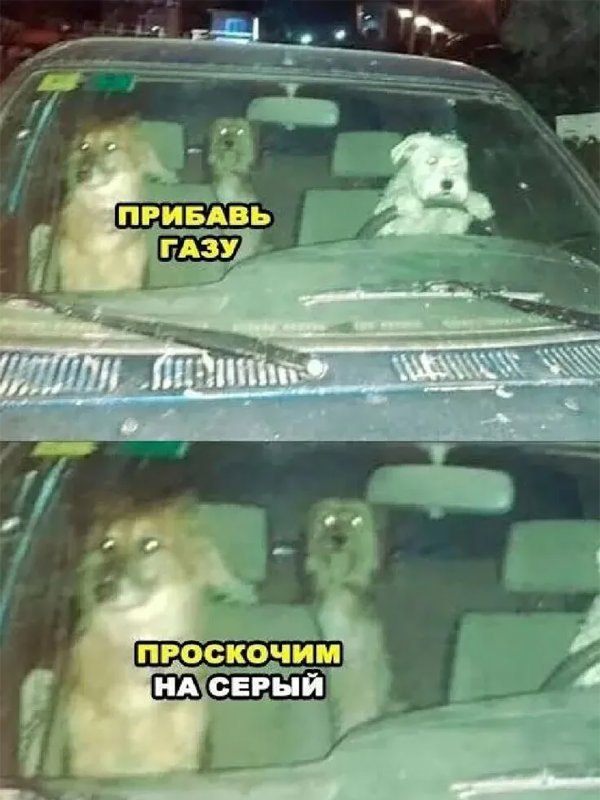 Собаки на светофоре Мем